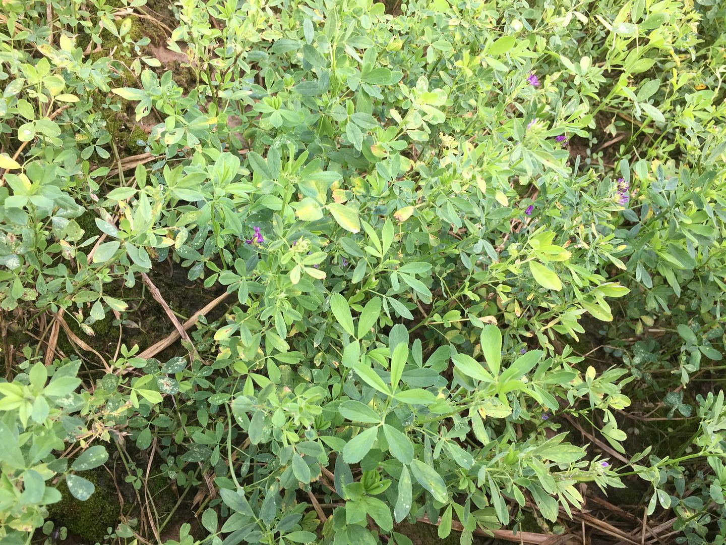 Alfalfa Project Deer Hunter Forum